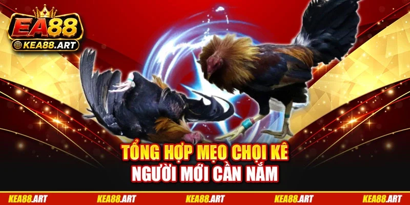 Tổng hợp mẹo chọi kê người mới cần nắm