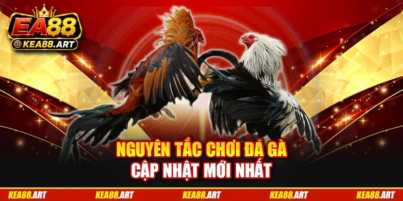 Nguyên tắc chơi đá gà cập nhật mới nhất