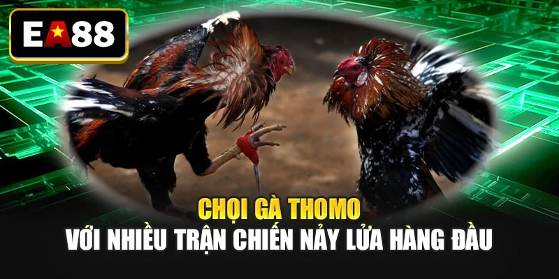 Chọi gà Thomo với nhiều trận chiến nảy lửa hàng đầu Chọi gà Thomo với nhiều trận chiến nảy lửa hàng đầu